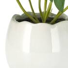 たまごポットグリーン(モンステラ HA12) 4枚目画像