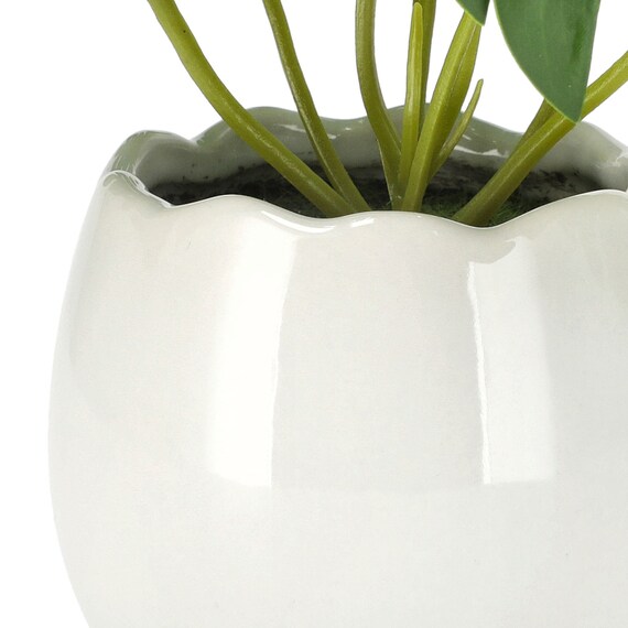 たまごポットグリーン(モンステラ HA12) 4枚目画像