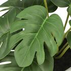 たまごポットグリーン(モンステラ HA12) 5枚目画像