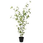 消臭剤配合立木 グリーン (フィカス HA17) 1枚目画像