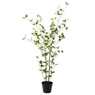 消臭剤配合立木グリーン(フィカス HA17)