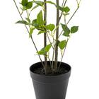 消臭剤配合立木 グリーン (フィカス HA17) 2枚目画像