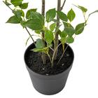 消臭剤配合立木 グリーン (フィカス HA17) 3枚目画像