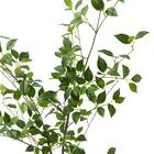 消臭剤配合立木 グリーン (フィカス HA17) 4枚目画像