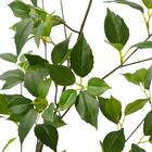 消臭剤配合立木 グリーン (フィカス HA17) 5枚目画像