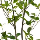 消臭剤配合立木 グリーン (フィカス HA17) 6枚目画像