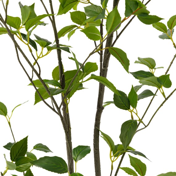 消臭剤配合立木 グリーン (フィカス HA17) 6枚目画像