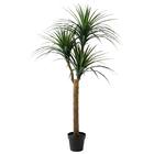 消臭剤配合立木グリーン(ドラセナ HA18) 1枚目画像