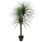 消臭剤配合立木グリーン(ドラセナ HA18) 2枚目画像