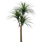 消臭剤配合立木グリーン(ドラセナ HA18) 3枚目画像