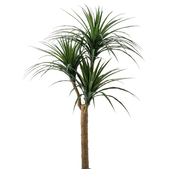 消臭剤配合立木グリーン(ドラセナ HA18) 3枚目画像