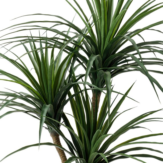 消臭剤配合立木グリーン(ドラセナ HA18) 5枚目画像