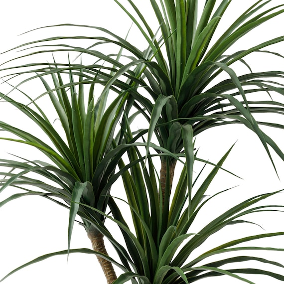 消臭剤配合立木グリーン(ドラセナ HA18) 5枚目画像