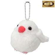 チャーム(シロブンチョウ)【期間限定価格:11/25~1/5まで】