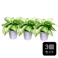 フェイクグリーン(3個セット ゼブラ GP-5)