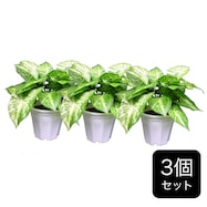 フェイクグリーン(3個セット ゼブラ GP-5)