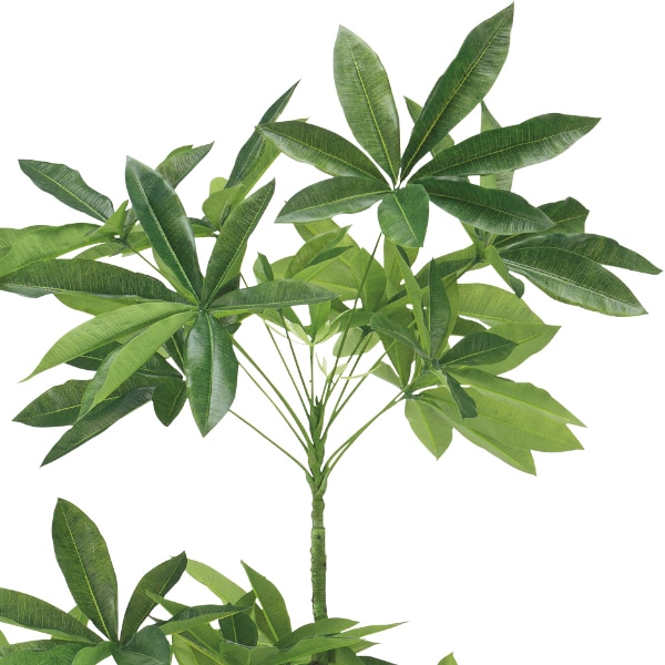 低価格で ニトリのパキラ 造花 180センチ 観葉植物 Www Fleurdujour Fr