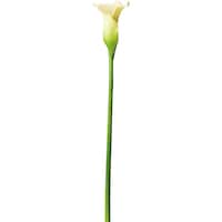 造花 アートフラワー 可愛いの検索結果 ニトリネット 公式 家具 インテリア通販 造花 アートフラワー 可愛いの検索結果 ニトリネット 公式 家具 インテリア通販