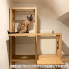 ペットシェルフ(コネクト4段 MBR) 6枚目画像