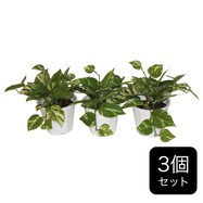 フェイクグリーン 3個セット(ポトス GP-3)