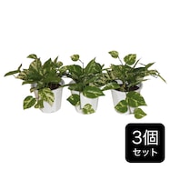 フェイクグリーン 3個セット(ポトス GP-3)
