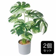 【セット販売】フェイクグリーン(高さ37cm モンステラバリエガータ GLA-1554)
