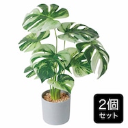 【セット販売】フェイクグリーン(高さ37cm モンステラバリエガータ GLA-1554)