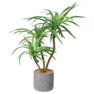 【単品・セット販売】フェイクグリーン(高さ46cm ユッカ GLA-1558)