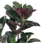 フェイクグリーン(高さ100cm フィカスバーガンディ GLP-1535) 2枚目画像