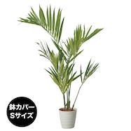 フェイクグリーン(高さ150cm ケンチャヤシポット)