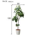 フェイクグリーン(高さ180cm ウンベラータポット 1512 BR) 4枚目画像