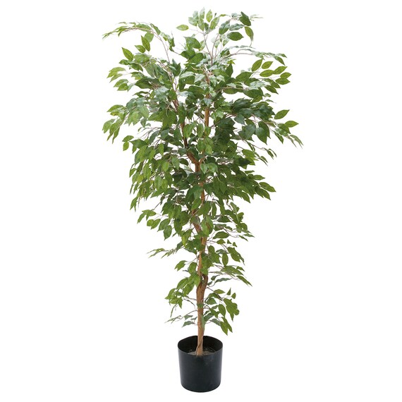 フェイクグリーン(高さ180cm ベンジャミンフィカス GLP-1290) 1枚目画像