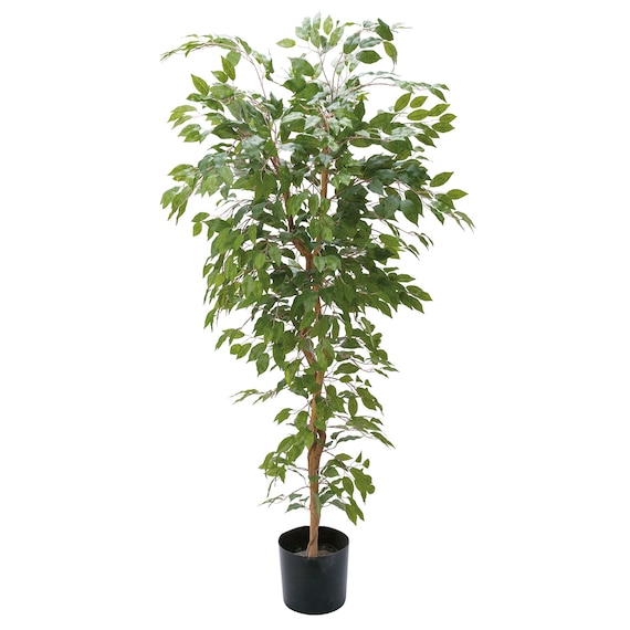 フェイクグリーン(高さ180cm ベンジャミンフィカス GLP-1290) 1枚目画像