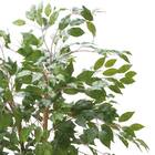 フェイクグリーン(高さ180cm ベンジャミンフィカス GLP-1290) 2枚目画像