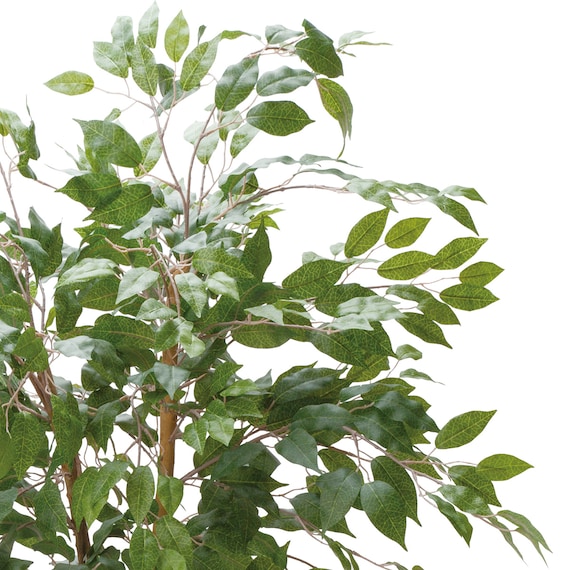 フェイクグリーン(高さ180cm ベンジャミンフィカス GLP-1290) 2枚目画像