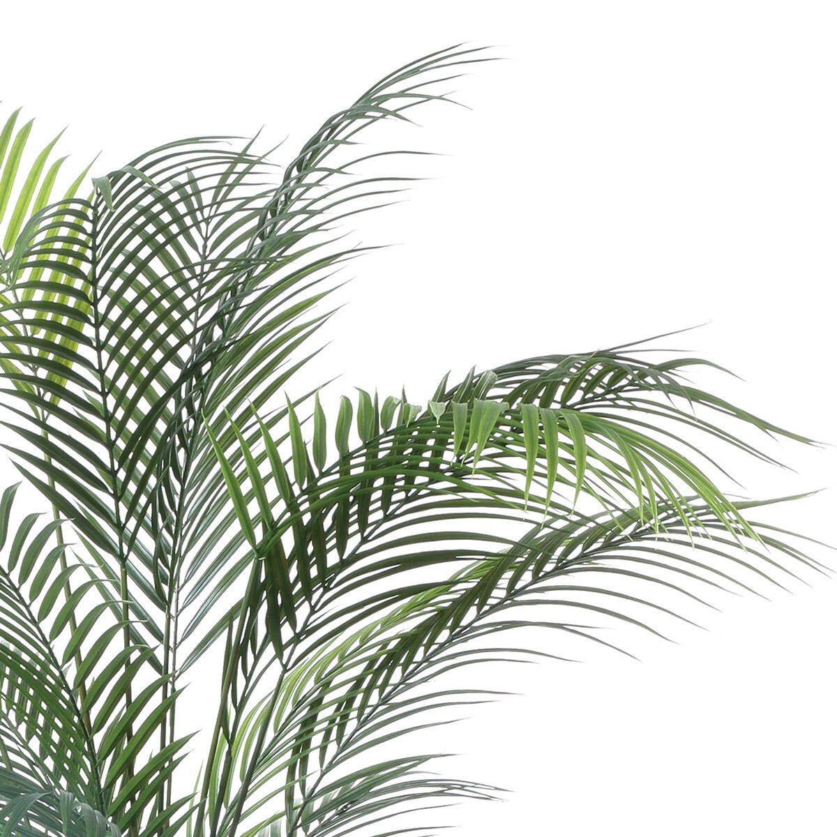 フェイクグリーン(高さ150cm アレカヤシ GLP-1534) | ニトリネット