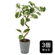 【セット販売】フェイクグリーン(高さ37cm フィカスアルテシマ GLA-1524)