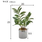 フェイクグリーン 4個セット(高さ25cm ザミフォリア GLA-1520) 5枚目画像