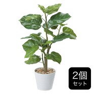 【セット販売】フェイクグリーン(高さ58cm ウンベラータ  GLA-1440)