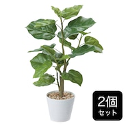 【セット販売】フェイクグリーン(高さ58cm ウンベラータ GLA-1440)