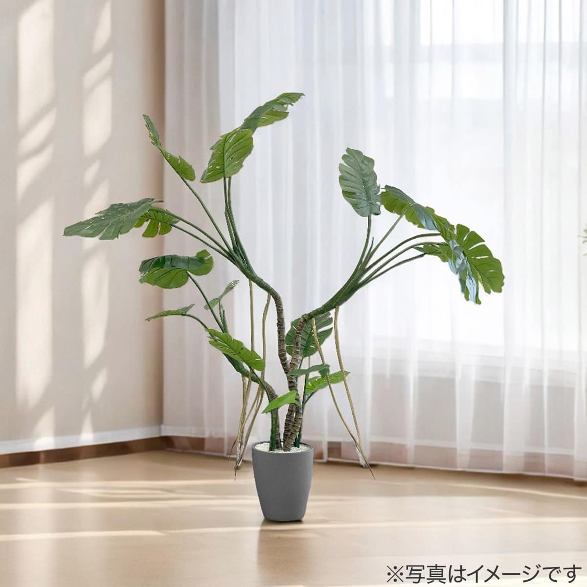 モンステラ 観葉植物】モンステラ(7号 プラ鉢付き 石目調 ブラック) | ニトリ