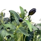 フェイクグリーン(オリーブ 120cm グレー) 8枚目画像