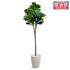 フェイクグリーン(フィカスリラータ 180cm アイボリー) 1枚目画像