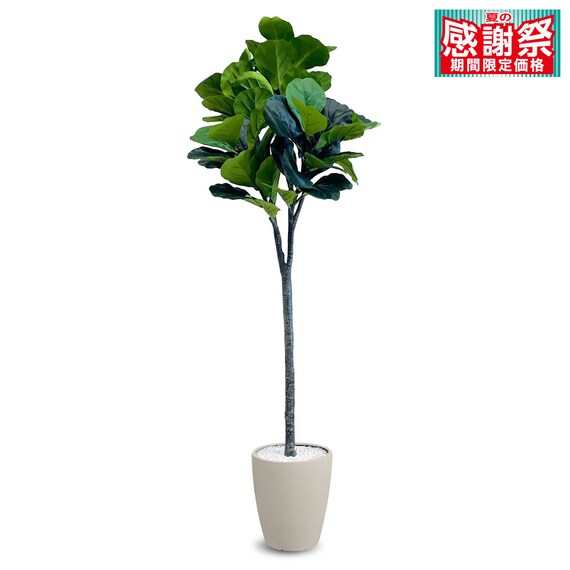 フェイクグリーン(フィカスリラータ 180cm アイボリー) 1枚目画像