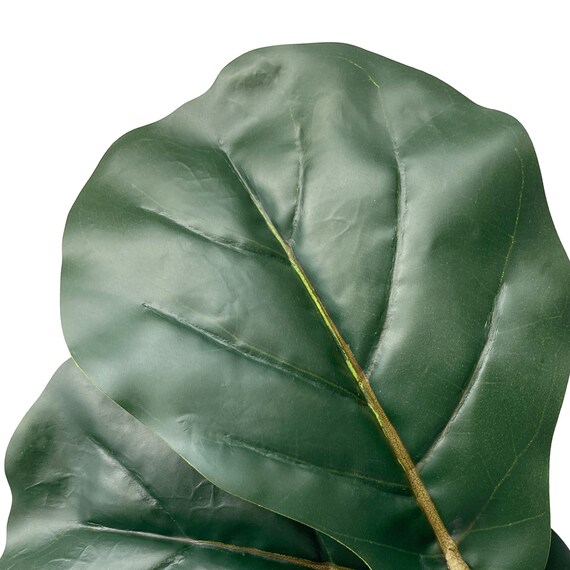 フェイクグリーン(フィカスリラータ 180cm アイボリー) 8枚目画像