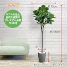 フェイクグリーン(フィカスリラータ 180cm グレー) 4枚目画像
