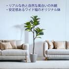 フェイクグリーン(フィカスリラータ 180cm グレー) 5枚目画像