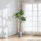 フェイクグリーン(フィカスリラータ 180cm グレー) 7枚目画像