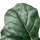 フェイクグリーン(フィカスリラータ 180cm グレー) 8枚目画像