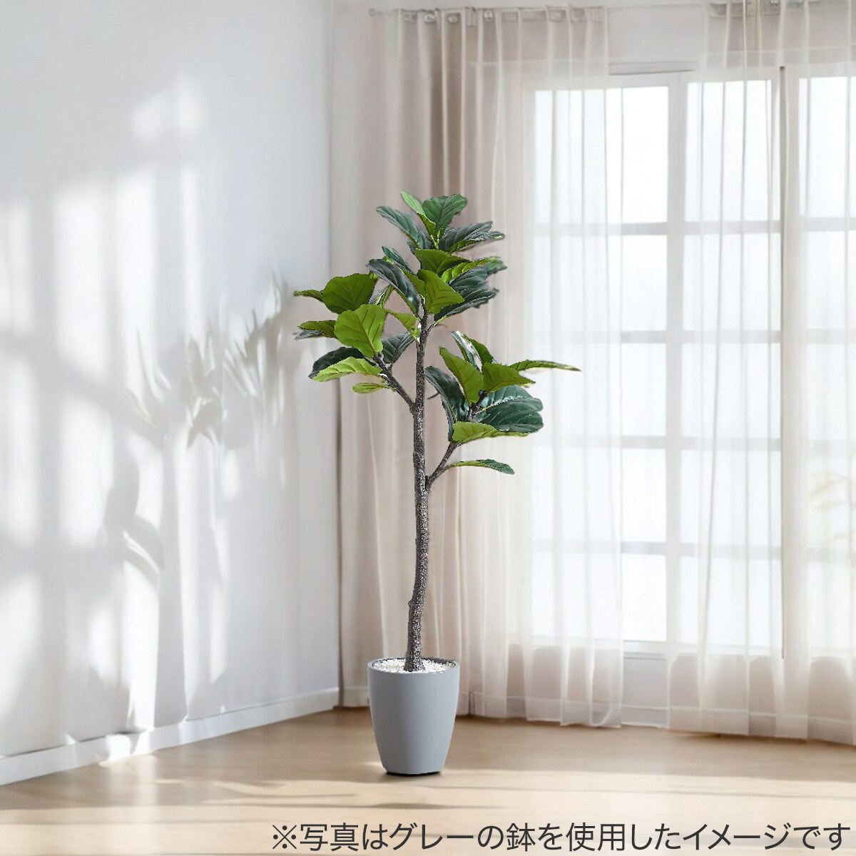 フェイクグリーン(フィカスリラータ 150cm アイボリー) | ニトリネット